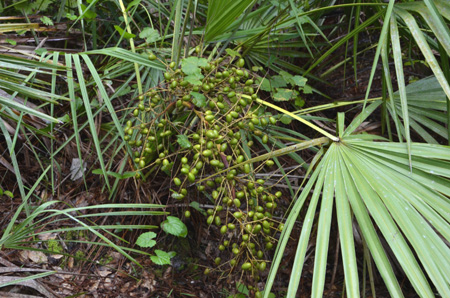 Palmetto with berries